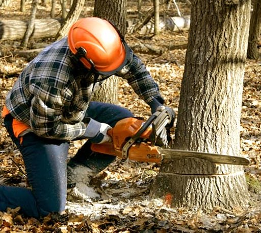 Tree Removal in Tall Timbers, MD